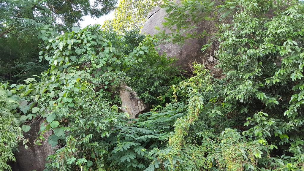 Villa Kayola - Self Catering Pointe La Rue Buitenkant foto
